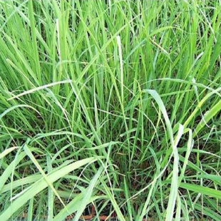 Citronnelle de Madagascar...