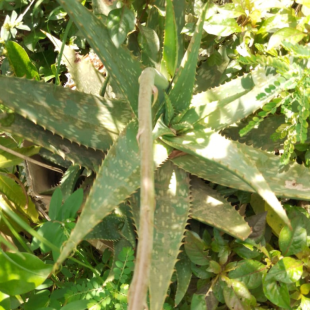 Aloe maculata plant