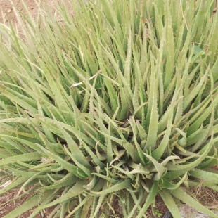 Aloe Vera Chinensis plant