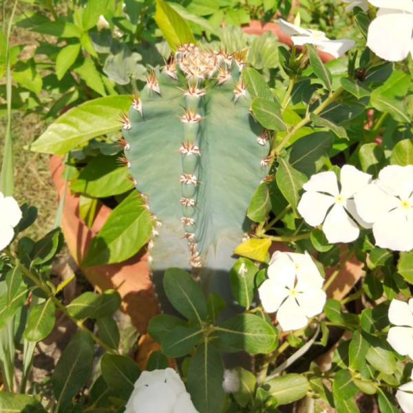 Marginatocereus-marginatus plant