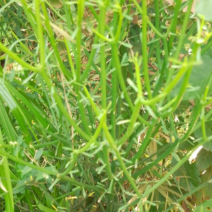 Plant d’Euphorbia tirucalli
