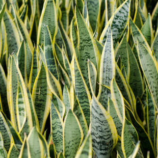 Plant de Sansevieria trifasciata