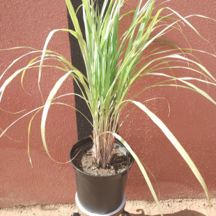 Lemongrass from Madagascar - Plant in Ø 25 cm pot