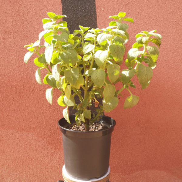 Plectranthus amboinicus - Plante en pot de Ø 25 cm