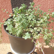 Menthe Marocaine - Plante en pot de Ø 25 cm