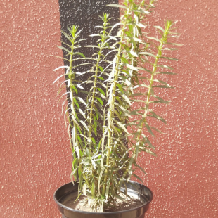 Angelonia angustifolia Benth - Plante en pot de Ø 25 cm