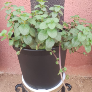 Menthe odorante - Plante en pot de Ø 25 cm