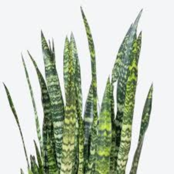Sansevieria trifasciata wintergreen