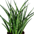 Sansevieria fernwood