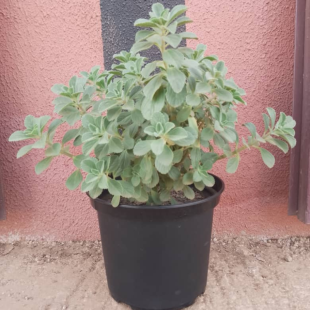 Plectranthus neochilus - Plante en pot de Ø 25 cm