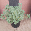 Plectranthus neochilus - Plante en pot de Ø 25 cm