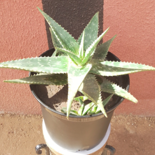 Aloe Maculata - Plant in Ø...