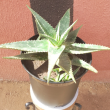 Aloe maculata - Plante en pot de Ø 25 Cm