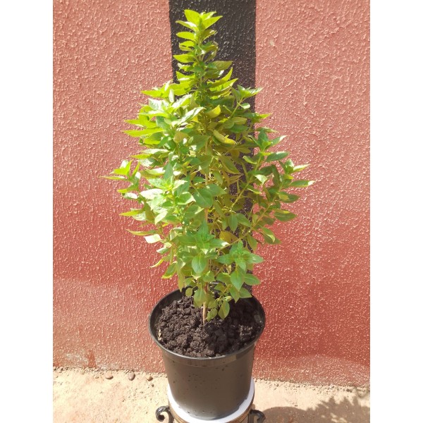 Ocimum americanum - Plante en pot de Ø 25 cm