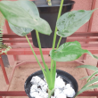 Alocasia cucullata - Plante en pot de Ø 25 cm