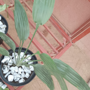 Aspidistra - Plante en pot de Ø 25 cm