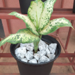 Dieffenbachia seguine - Plante en pot de Ø 25 cm