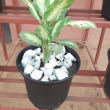 Dieffenbachia Camilla - Plante en pot de Ø 25 cm