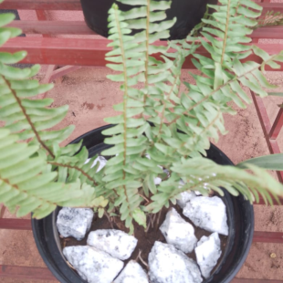 Nephrolepis exaltata - Plante en pot de Ø 25 cm