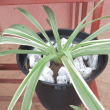 Chlorophytum comosum laxum - Plante en pot de Ø 25 cm