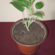 Scindapsus - Plante en pot de Ø 16 cm