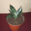 Sansevieria trifasciata hahnii - Plante en pot de Ø 16 cm