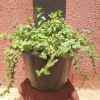 Mélisse - Plante en Pot de Ø 30 cm