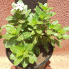 Catharanthus roseus - Plante en pot de Ø 25 cm